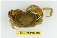 藏品(蔡氏澤蟹)的圖片